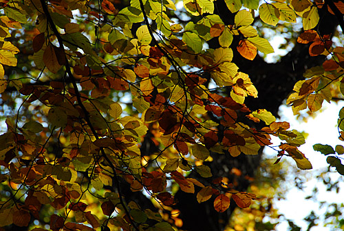 Buche-Herbst-NIK_9592