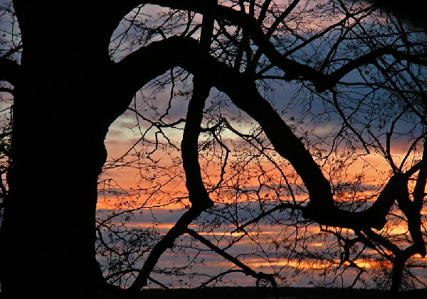 Baum+Sonnenuntergang