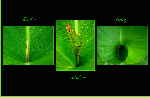 Blatt-Entwicklung02 Blatt-Entwicklung02