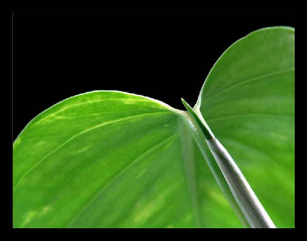 Herzblatt grün