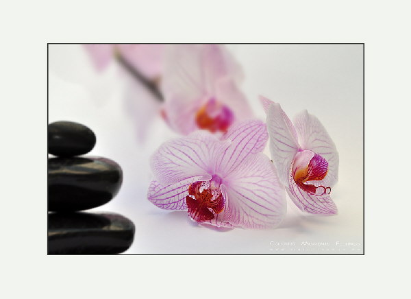 Orchidee+Steine-DSC_3668-F