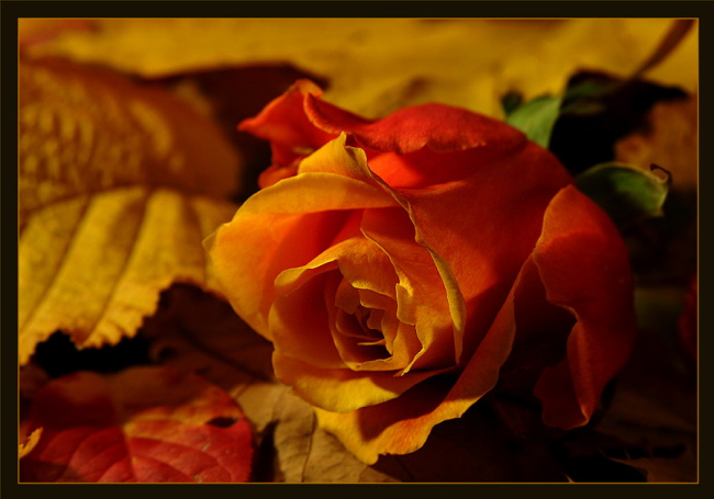 Des Herbstes letzte-Rose