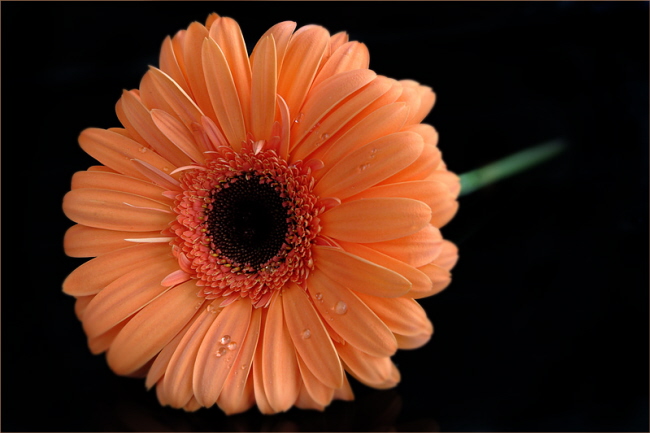 Gerbera in lachs