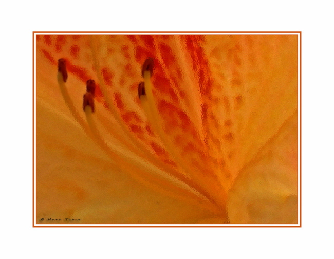 Lilien-Aquarell