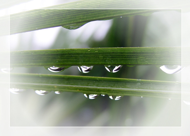 Palmblatt im Regen #2