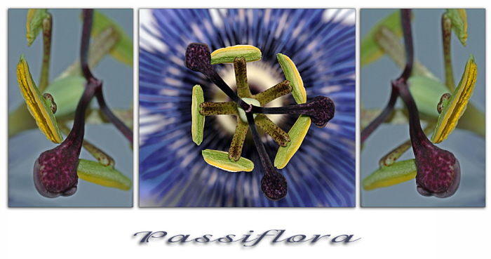 Passiflora Triptychon