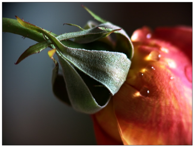 Die Zeit der Rosen [2]