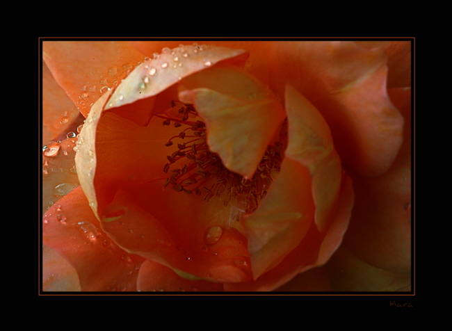 Rose Westerland Variation 4