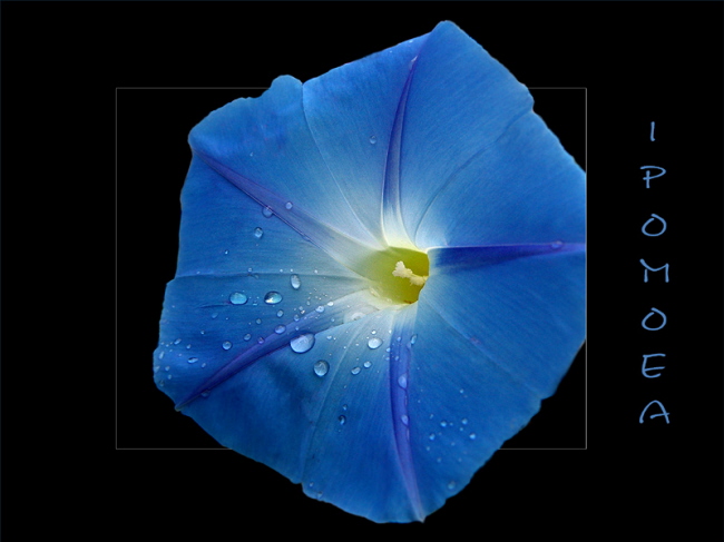 Ipomoea