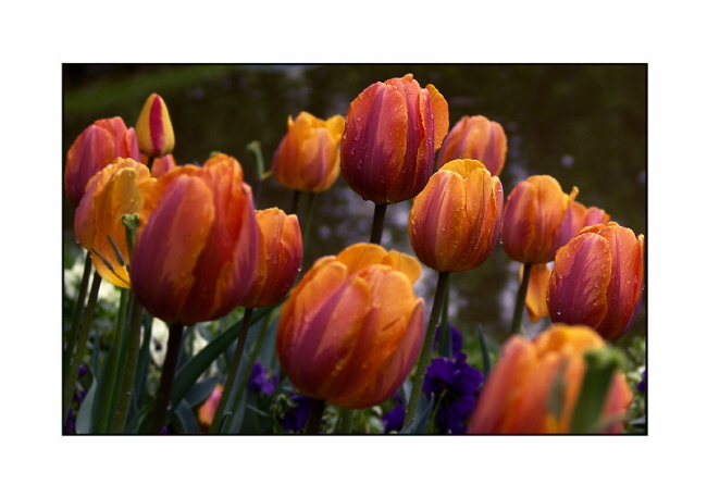 Tulpen orange