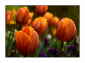 Tulpen orange